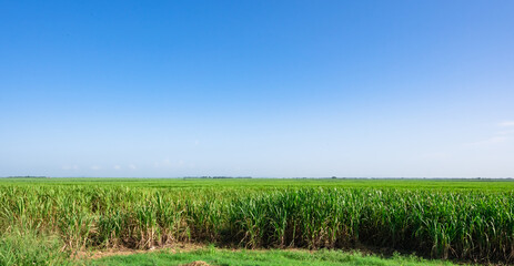 field of sugar cane