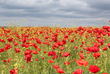Field of red poppies with contrasting green and yellow of the field in summer..