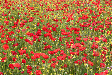 Field of common poppy, papaver rhoeas