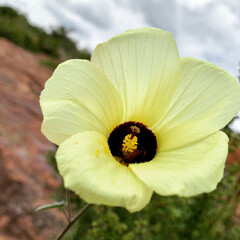 white poppy flower
