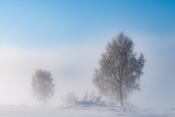frosty winter tree in fog