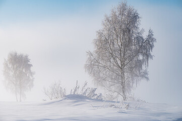 Obraz na płótnie Canvas frosty winter tree in fog