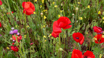 Field of common poppy, papaver rhoeas