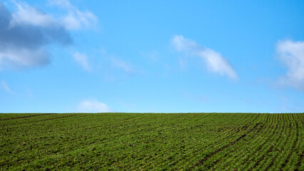Fototapeta na wymiar Green field to the horizon and blue sky with clouds