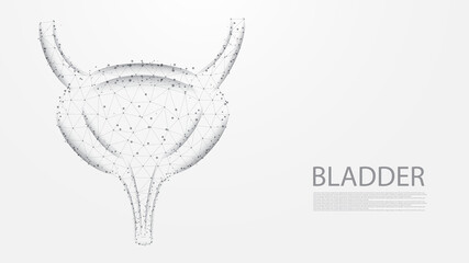 Bladder of human anatomy structure line connection. Low poly wireframe design. Abstract geometric background. vector illustration.