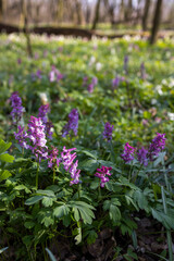 Hollow smokestack (Corydalis cava), spring forest, Southern Moravia, Czech Republic