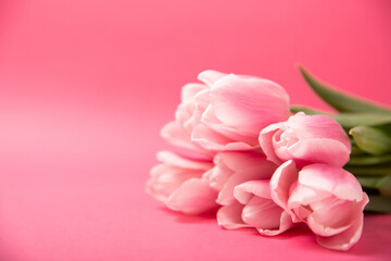 Fototapeta premium Pink tulips on a pink paper background. Side view. Spring bouquet. Holiday concept. Women's Day, Valentine's Day, Easter, birthday. Copy space.