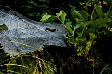 tree trunk in the forest