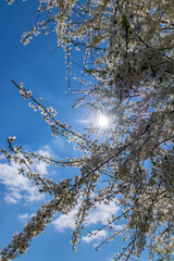 white flowering tree against the blue sky