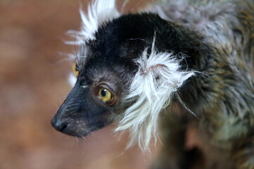 lemur