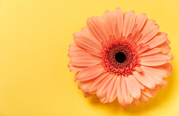 Beautiful blooming pink gerbera flower on a yellow paper background. background.copy space. Place...