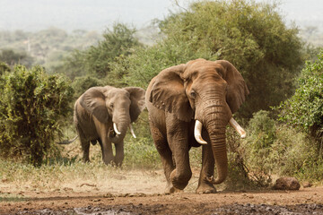 elephant on the savannah in Amboselli