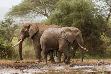 elephant on the savannah in Amboselli