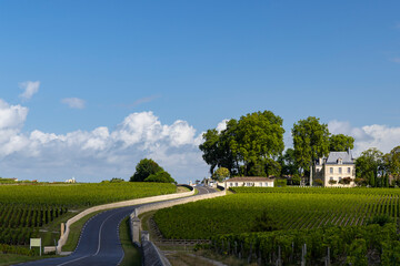 Typical vineyards near Chateau Pichon Longueville Comtesse de Lalande, Bordeaux, Aquitaine, France
