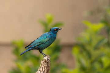 Cape starling or Cape glossy starling (Lamprotornis nites
) sitting on a dead tree.