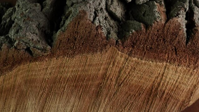 Structure of a stump fibre and bark from a saw cut tree trunk. Plant based biomass material used as fuel. Close up view of fiber and cork texture of real wooden tree cross cut. Organic background.
