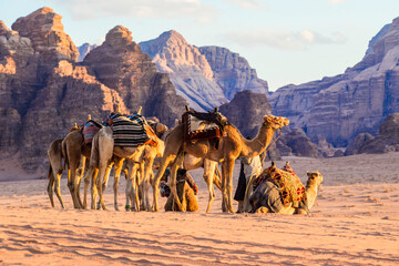 Fototapeta na wymiar Camels caravan in Wadi Rum desert, Middle East, Jordan
