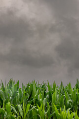 Field planted with corn under cloudy skies