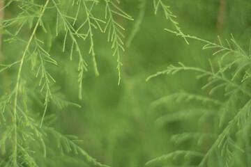 Fresh green Asparagus fern.the elegant little indoor plant.