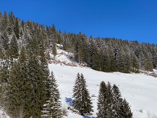 Picturesque canopies of alpine trees in a typical winter atmosphere after heavy snowfall over the Obertoggenburg alpine valley and in the Swiss Alps - Alt St. Johann, Switzerland (Schweiz)