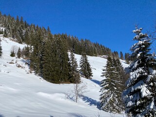 Picturesque canopies of alpine trees in a typical winter atmosphere after heavy snowfall over the Obertoggenburg alpine valley and in the Swiss Alps - Alt St. Johann, Switzerland (Schweiz)
