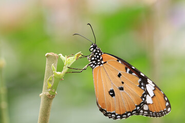 Common Tiger(Indian Monarch,Orange Tiger) butterfly resting on the branch in the garden 
