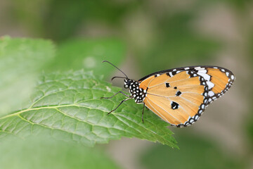 Common Tiger(Indian Monarch,Orange Tiger) butterfly,beautiful butterfly resting on the green leaf in the garden 
