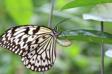 Large Tree Nymphs(Paper Kite,Rice Paper) butterfly and eggs,a beautiful butterfly is laying eggs under the green leaf
