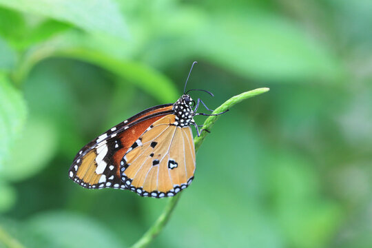 Common Tiger(Indian Monarch,Orange Tiger) butterfly resting on the green stem in the garden 
