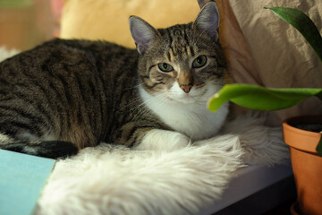 Fototapeta na wymiar Cute cat on white faux fur rug at window sill indoors