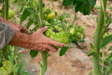 Naklejka na ściany i meble Farmer harvesting tomatoes