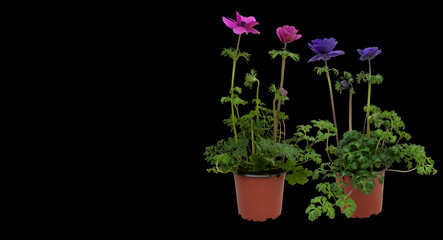 flowerpot over isolated black background with clipping path