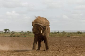 elephant having a dirt bath in Amboselli