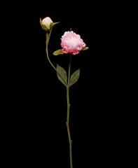 artificial flowers over isolated black background with clipping path