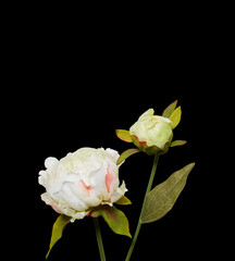 artificial flowers over isolated black background with clipping path