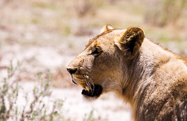 young lion in the savannah