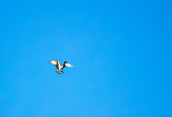 An Osprey Flying with Wings Spread in a Blue Sky Fishing For Dinner over a Recreational Lake