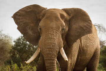 Obraz na płótnie Canvas head of an elephant