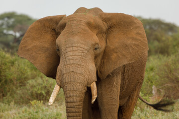 Naklejka na ściany i meble elephant on the savannah in Amboselli