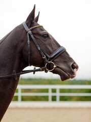 Portrait of stunning dressage chestnut gelding horse in bridle. Close-up of the head of a calm...