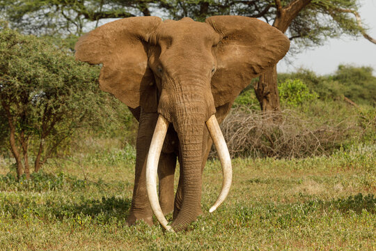 Craig, the big tusker