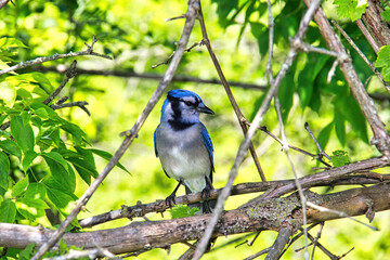 Blue Jay perching on a tree branch
