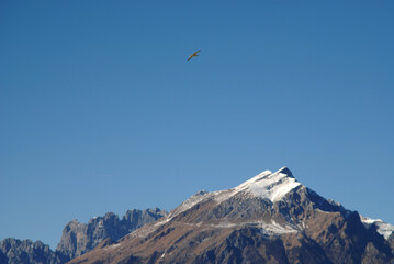 snow covered mountains and a seagull