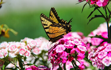 Fototapeta na wymiar Butterfly feeding on Dianthus flowers