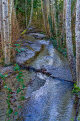 Long Trees And Stream
