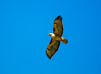 A Hawk Flying with Wings Spread in a Blue Sky Carrying a Stick for a Nest