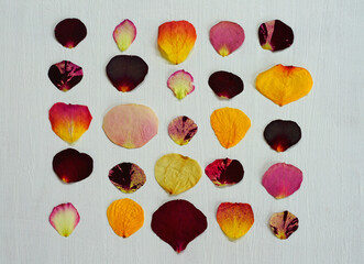 Multicolor pressed dried rose petals