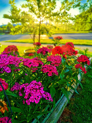 Fototapeta na wymiar Dianthus flowers blooming in frontyard