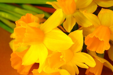 Fototapeta na wymiar Yellow and orange narcissus daffodil flowers