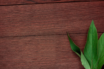 Wooden background with green leaves. Place for text. Banner 